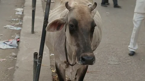 Thin poor cow crosses a street. India. Stock Footage