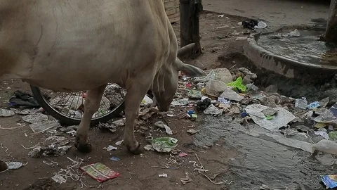 Thin poor cow eats rubbish at street. Garbage Dirt Poverty India. Stock Footage 80576478