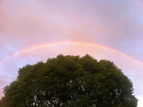 Thin rainbow over a tree. Stock Photos