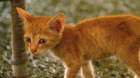 Thin red cat in Morocco Stockbeeldmateriaal 111222966