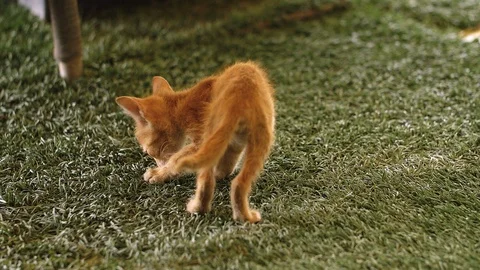 Thin red cat in Morocco Stockbeeldmateriaal 111305027