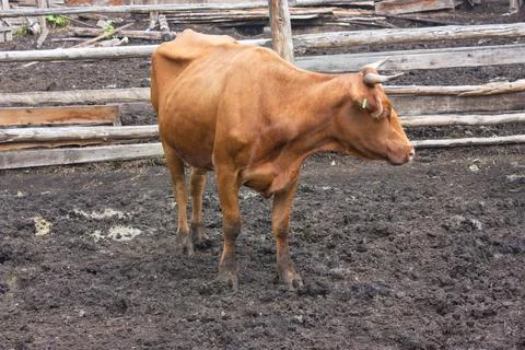 A thin red cow is standing in the mud in a stall on a farm Stock Photos
