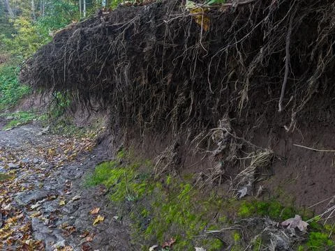 Thin roots hang over a muddy bank in a forest Foto stock