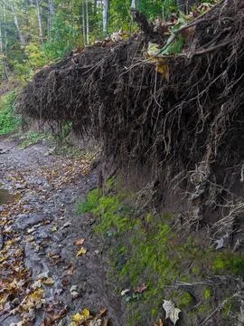 Thin roots hang over a muddy bank in a forest Stock-Fotos