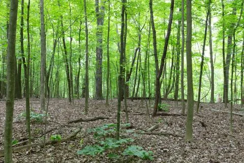 Thin sapling trees in woods Stock Photos