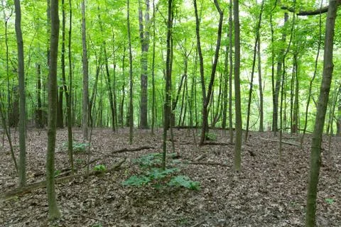 Thin sapling trees in woods Foto stock