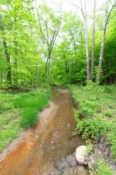 Thin sapling trees in woods Stock-Fotos