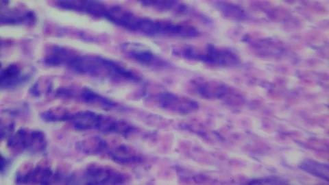 Thin section of human stomach with contrast under a microscope. Morphologic  Stock Footage 255678498