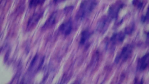 Thin section of human stomach with contrast under a microscope. Morphologic  Stock Footage 255678541