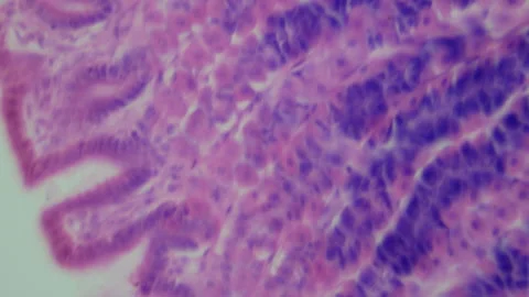 Thin section of human stomach with contrast under a microscope. Morphologic  Stock Footage 255678605