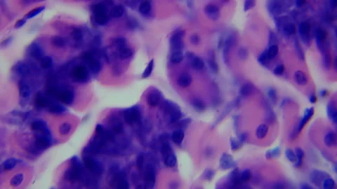 Thin section of human stomach with contrast under a microscope. Morphologic  Stock Footage 255678871