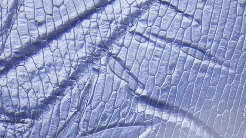 Thin section of a plant under a microscope. Biochemical analysis of plants Stock Footage 155367684