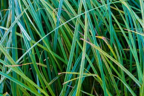 Thin sharp green grass blades texture macro Stock Photos