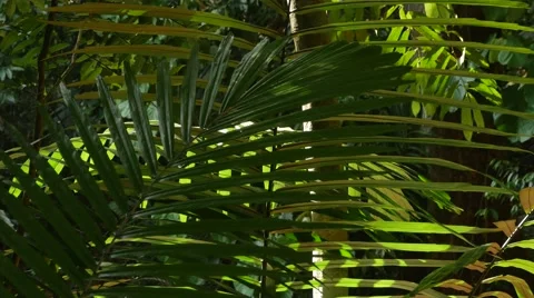 Thin sheets are swaying on the branches in the wind Stock Footage 48668153