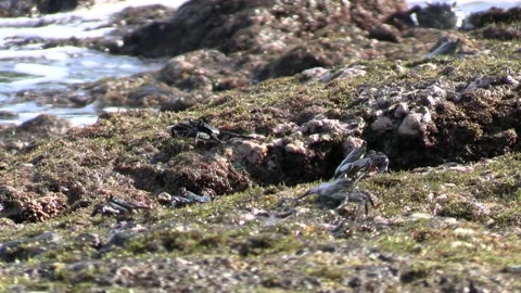 Thin-shelled Crab Crabs Feeding on Rocks in Tide Pool in Hawaii Stock Footage 167098254