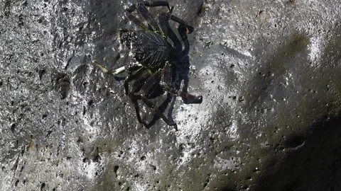 Thin-shelled Rock Crab on the coast of Hawaii Video stock 147457702