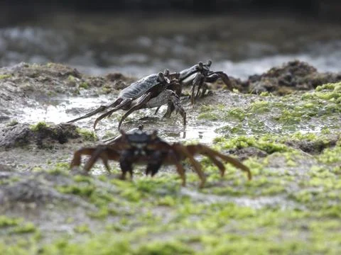 Thin-shelled rock crab Stock Photos