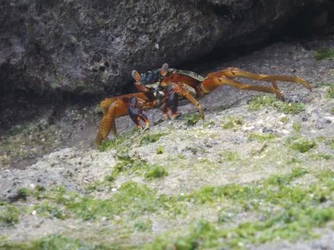Thin-shelled rock crab Stock Photos