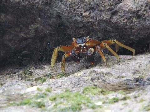 Thin-shelled rock crab Stock Photos