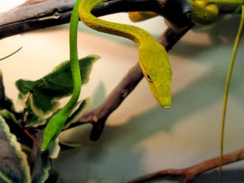 Thin snakes Foto stock