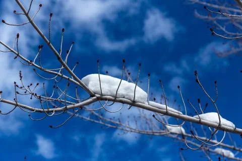 Thin snow covered branch against a wispy clouded blue sky Foto stock