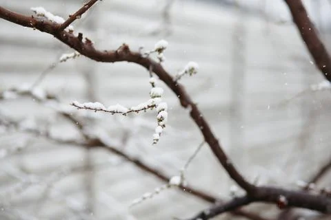 Thin snow-covered branches with new buds under snowfall, highlighting impact of Stock-Fotos