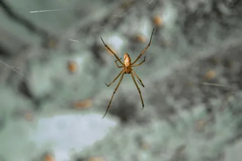 Thin Spider Clinging on to Web Stock Photos