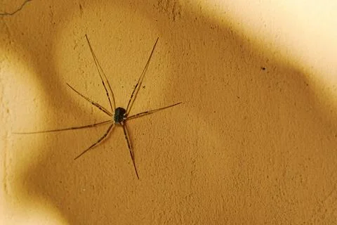 Thin spider crawling on the wall in the garden Stock Photos