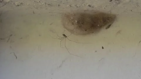 Thin Spider with Nest Stock Footage 56817206