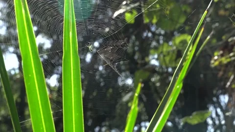 Thin Spider Web in Stiff Breeze Stockbeeldmateriaal 166111934