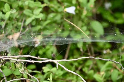 Thin Spider Web Stretched Across Green Foliage Outdoors Stock Photos