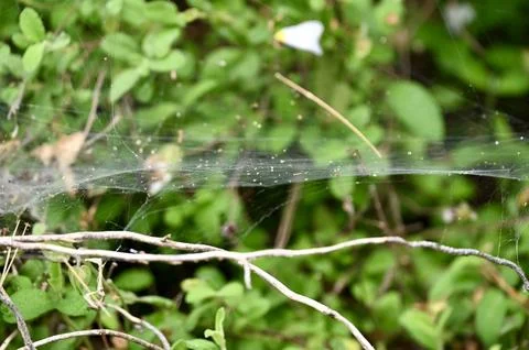 Thin Spider Web Stretched Across Green Foliage Outdoors 스톡 사진