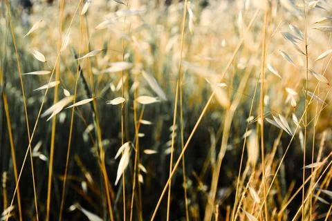 Thin spikelets of oats and wheat on a blurred meadow background Stock Photos