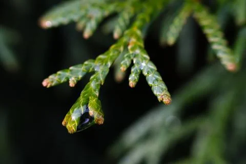 Thin spread-out branch of a green thuja. Stock Photos