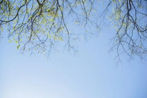Thin spring twigs of a tree against a blue sky. Stock Photos
