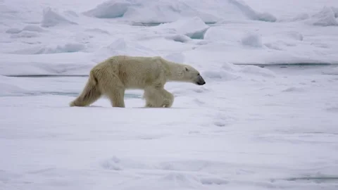 A thin starved polar bear (Ursus maritimus) walking on ice and shakes Video stock 135233144