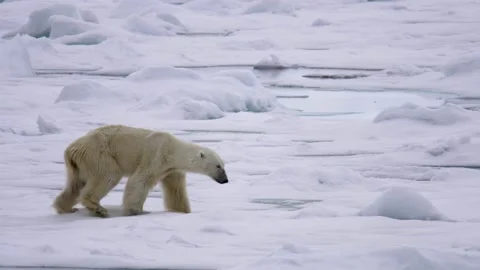A thin starved polar bear (Ursus maritimus) walking on ice and shakes Video stock 135233169