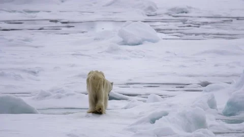 A thin starved polar bear (Ursus maritimus) walking on ice Video stock 135233196