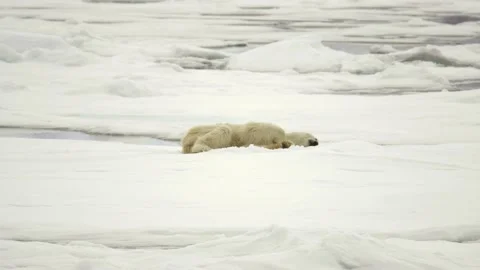 A thin starved polar bear (Ursus maritimus) rolls on the ice Video stock 135233365