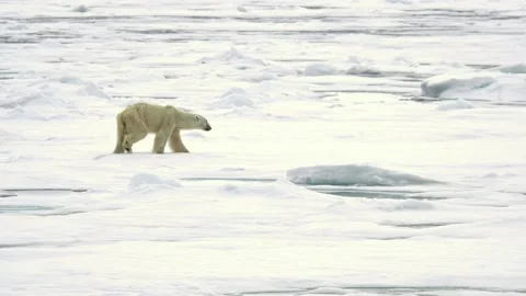 A thin starved polar bear walking on ice, rolls on the ice and keeps going Video stock 135233295