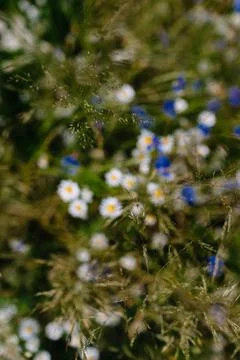 Thin stems of grass upon soft background of white and blue flowers, soft focus Stock Photos