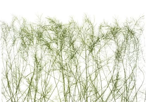 Thin stems of green grass isolated on white background Foto stock