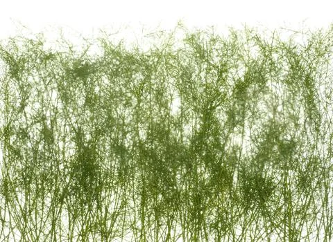 Thin stems of green grass isolated on white background. Foto stock