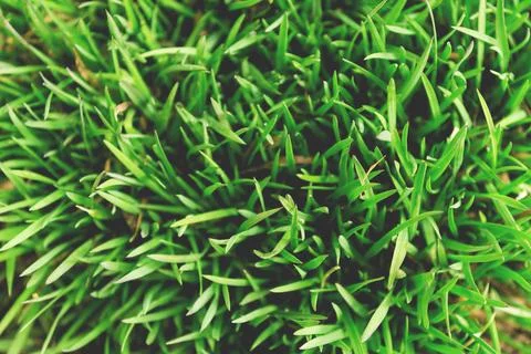 Thin stems of young grass, a view from above. Stock Photos