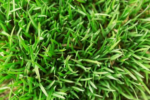Thin stems of young grass, a view from above. Stock Photos