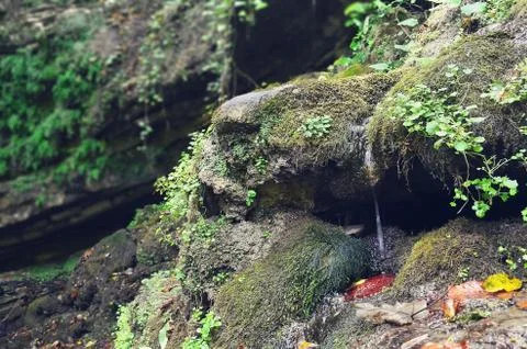 A thin stream of spring water flows through mossy stones Stock Photos