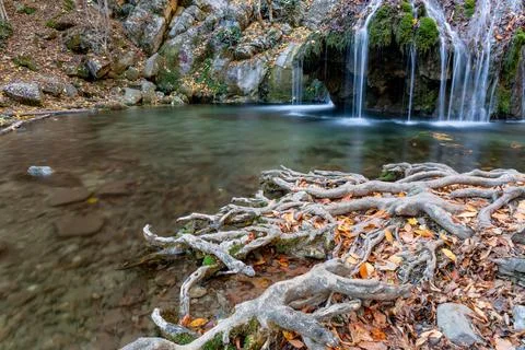 Thin streams of a mountain waterfall and the huge roots of an old tree Stock Photos
