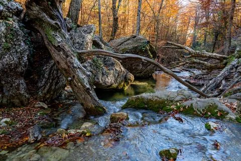 Thin streams of a mountain waterfall and the huge roots of an old tree Stock Photos