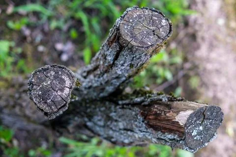 Thin stump of a sawn tree. Stock Photos