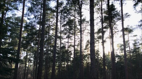 Thin tall pines in the forest on a magic hour Video stock 127996719